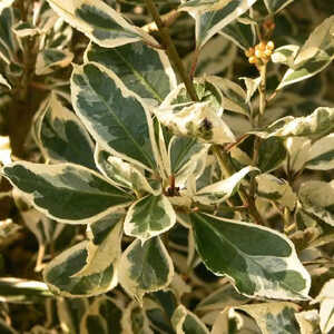 RHAMNUS alaternus 'Argenteovariegata'