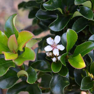 RHAPHIOLEPIS umbellata 'Minor'