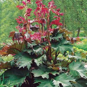 RHEUM palmatum var. tanguticum 'Red Selection'