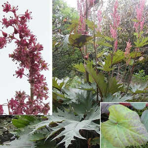 RHEUM palmatum var. tanguticum