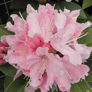 RHODODENDRON 'Albert Schweitzer'