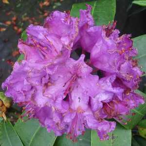 RHODODENDRON 'Alfred'