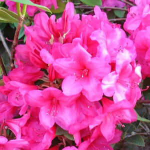 RHODODENDRON 'Anna Rose Whitney'