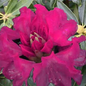 RHODODENDRON arboreum 'Kervescar'