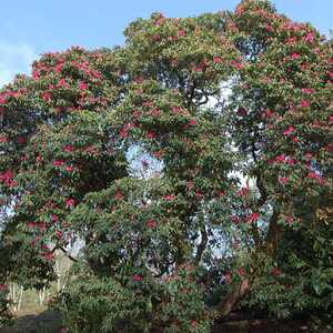 RHODODENDRON arboreum