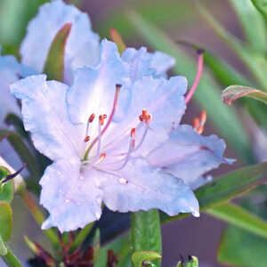 RHODODENDRON augustinii 'True Blue'