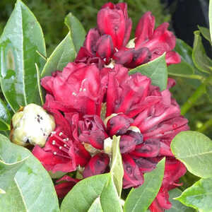 RHODODENDRON 'Black Magic'