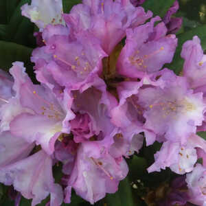 RHODODENDRON 'Caroline Allbrook'