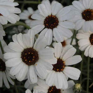 RHODANTHEMUM 'Casablanca' ®