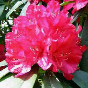 RHODODENDRON 'Cornish Red'