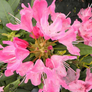 RHODODENDRON 'Cosmopolitan'