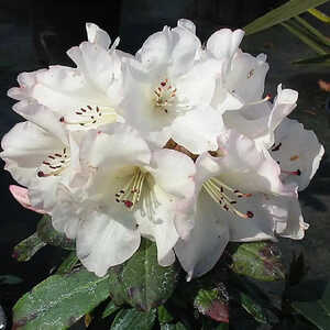 RHODODENDRON 'Cunningham's White'