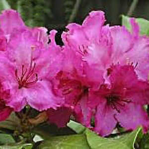 RHODODENDRON 'Dr. Arnold W. Endtz'