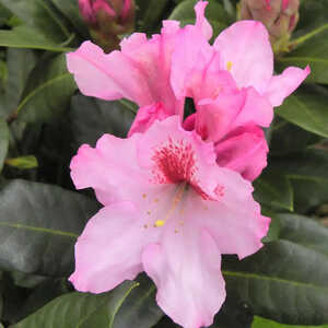 RHODODENDRON 'Diadem'