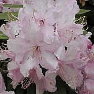 RHODODENDRON 'English Roseum'