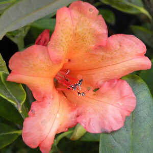 RHODODENDRON 'Fabia'