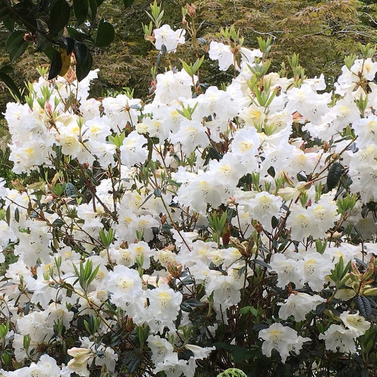 RHODODENDRON 'Fragantissimum'