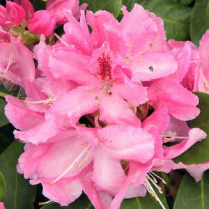 RHODODENDRON 'Furnivall's Daughter'