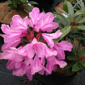 RHODODENDRON 'Graziella'