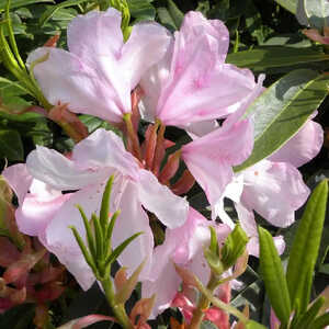 RHODODENDRON 'Halopeanum'