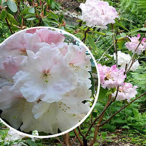 RHODODENDRON 'Loderi Pink Diamond'