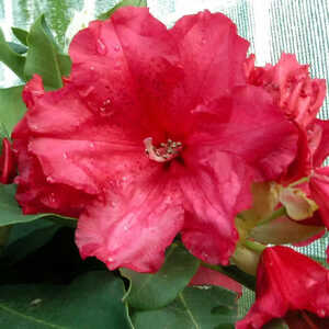 RHODODENDRON 'Markeeta's Prize'