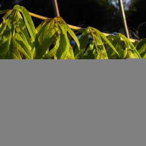 RHUS typhina 'Tiger Eyes'