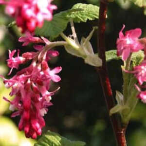 RIBES sanguineum 'King Edward VII'