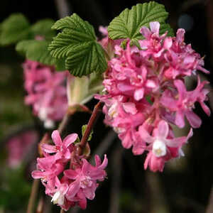 RIBES sanguineum