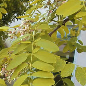 ROBINIA pseudoacacia 'Frisia'