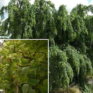 ROBINIA pseudoacacia 'Tortuosa'