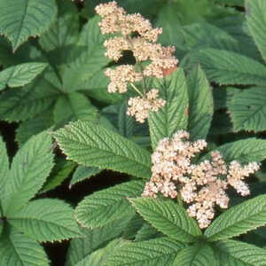 RODGERSIA aesculifolia