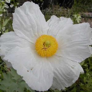 ROMNEYA coulteri