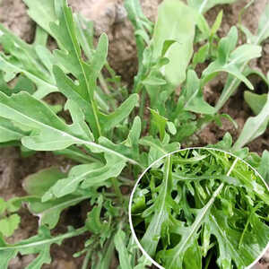 ROQUETTE