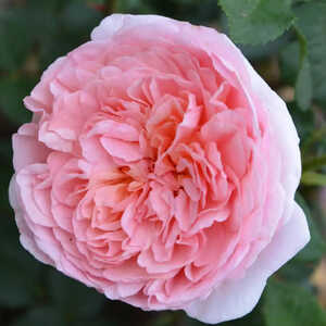 ROSA 'Abraham Darby' ® (='Auscot')