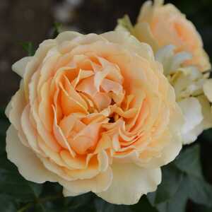 ROSA 'Amber Queen'