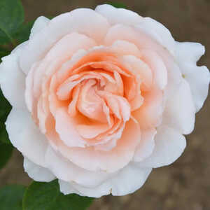 ROSA 'André Le Nôtre' (Grimpant)