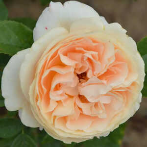 ROSA 'Bataclan' (tige)