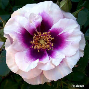 ROSA 'Blue Eyes'®