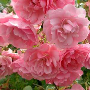 ROSA 'Bonica'