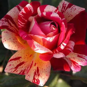 ROSA 'Brocéliande' (tige)