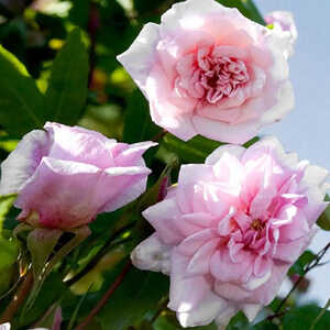 ROSA 'Cécile Brunner'