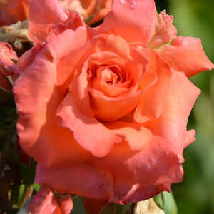 ROSA 'Christophe Colomb'® (grimpant)