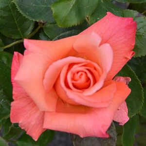 ROSA 'Christophe Colomb'® (tige)