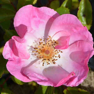 ROSA chinensis 'Mutabilis'