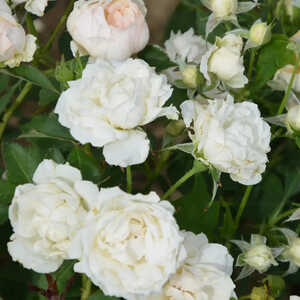 ROSA 'Creme Chantilly' ®