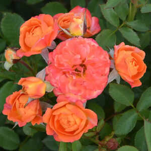 ROSA 'Don Pacello'®