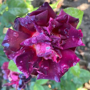 ROSA 'Eddy Mitchell'