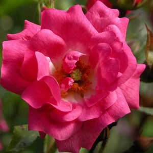 ROSA 'Emera' grimpant