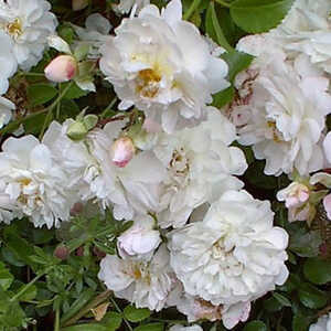 ROSA 'Fifi sur la Volière' Tige